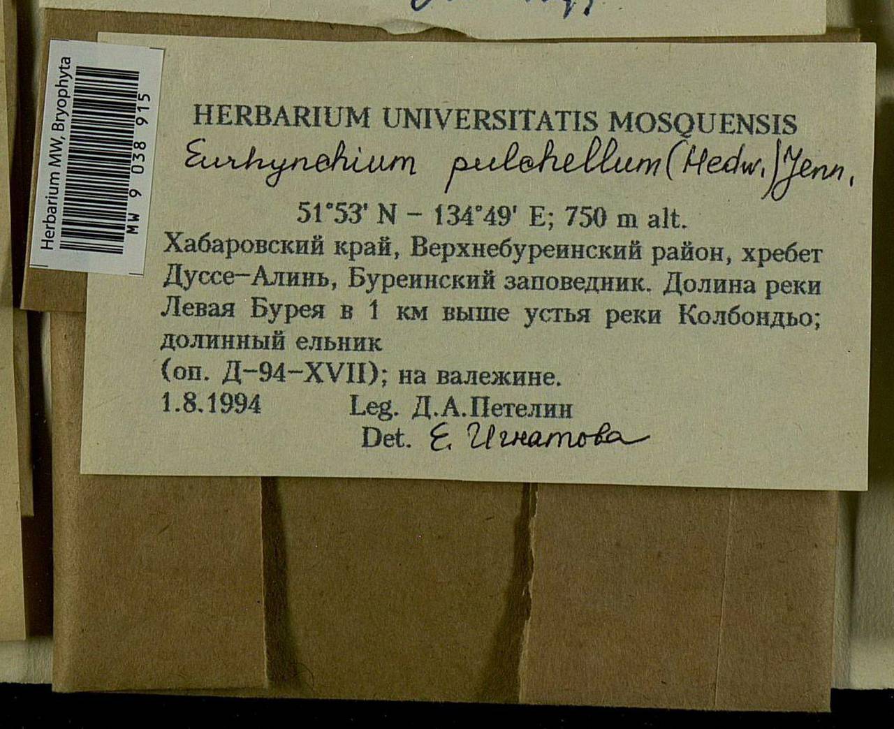 Eurhynchiastrum pulchellum (Hedw.) Ignatov & Huttunen, Bryophytes, Bryophytes - Russian Far East (excl. Chukotka & Kamchatka) (B20) (Russia)