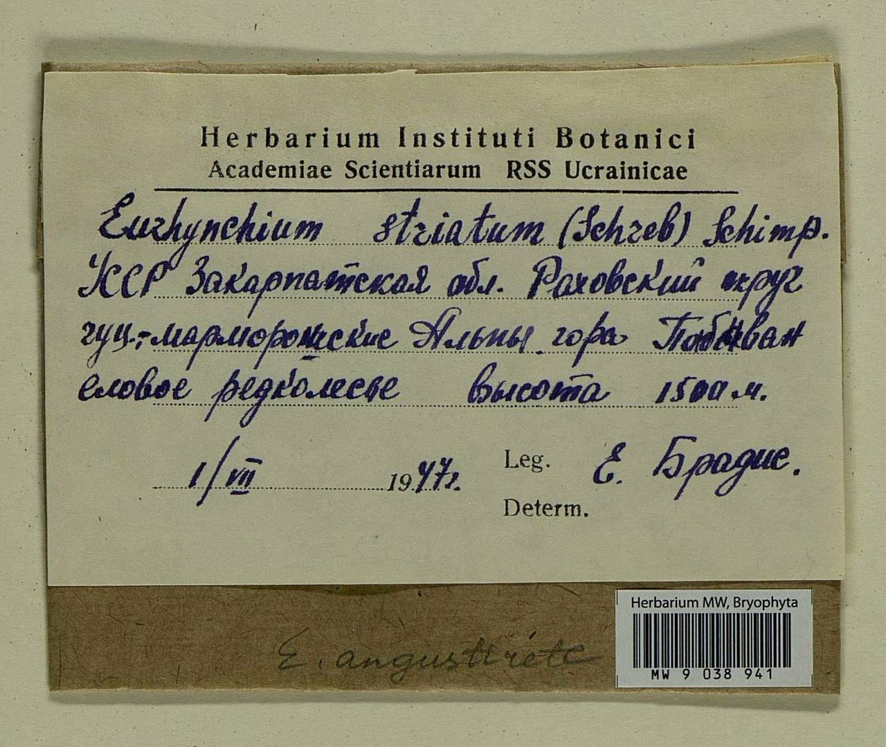 Eurhynchium angustirete (Broth.) T.J. Kop., Bryophytes, Bryophytes - Ukraine & Moldova (B3) (Ukraine)