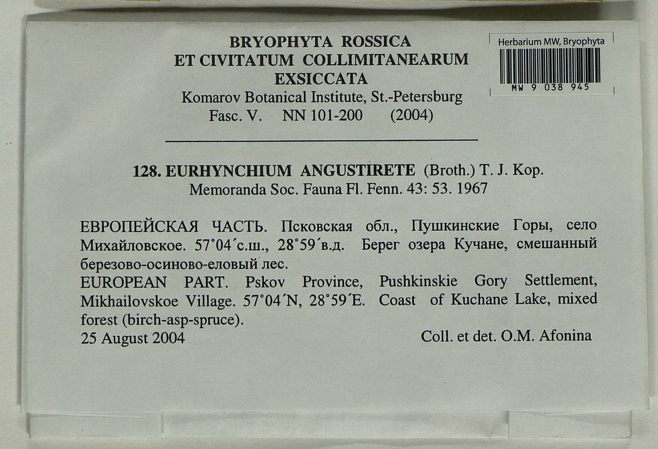 Eurhynchium angustirete (Broth.) T.J. Kop., Bryophytes, Bryophytes - Novgorod & Pskov Oblasts (B5) (Russia)