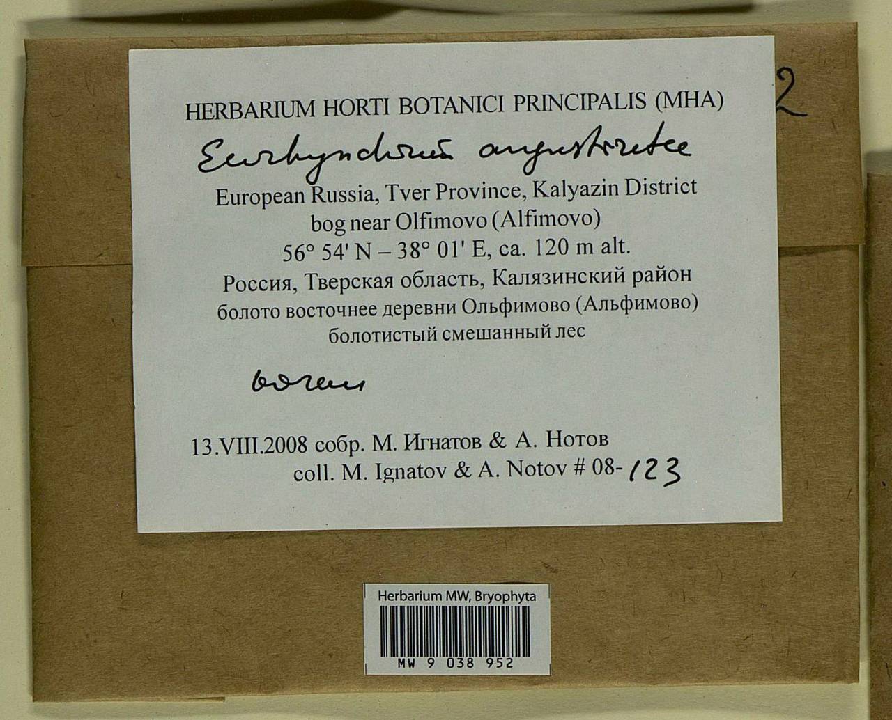 Eurhynchium angustirete (Broth.) T.J. Kop., Bryophytes, Bryophytes - Middle Russia (B6) (Russia)