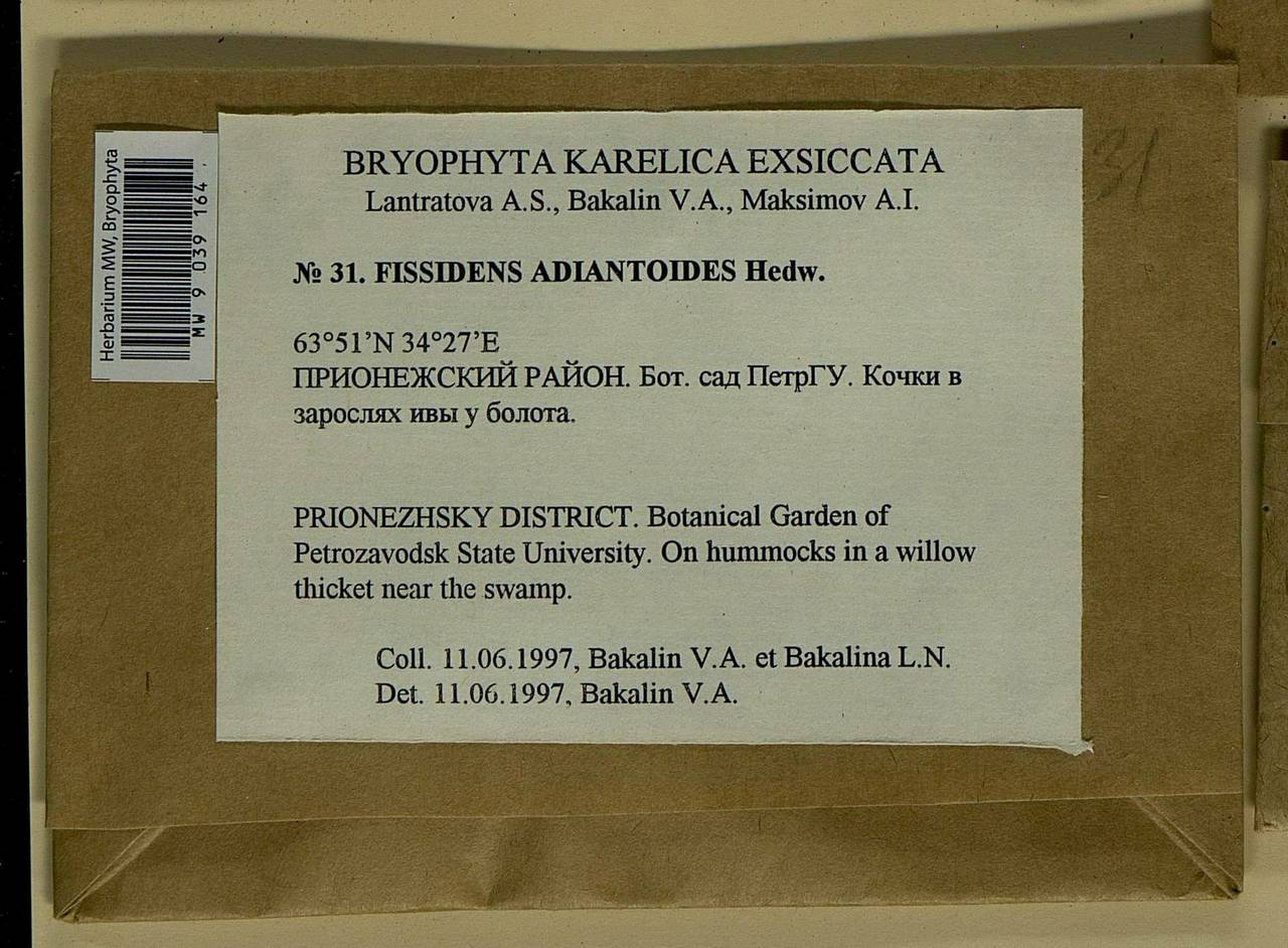 Fissidens adianthoides Hedw., Bryophytes, Bryophytes - Karelia, Leningrad & Murmansk Oblasts (B4) (Russia)