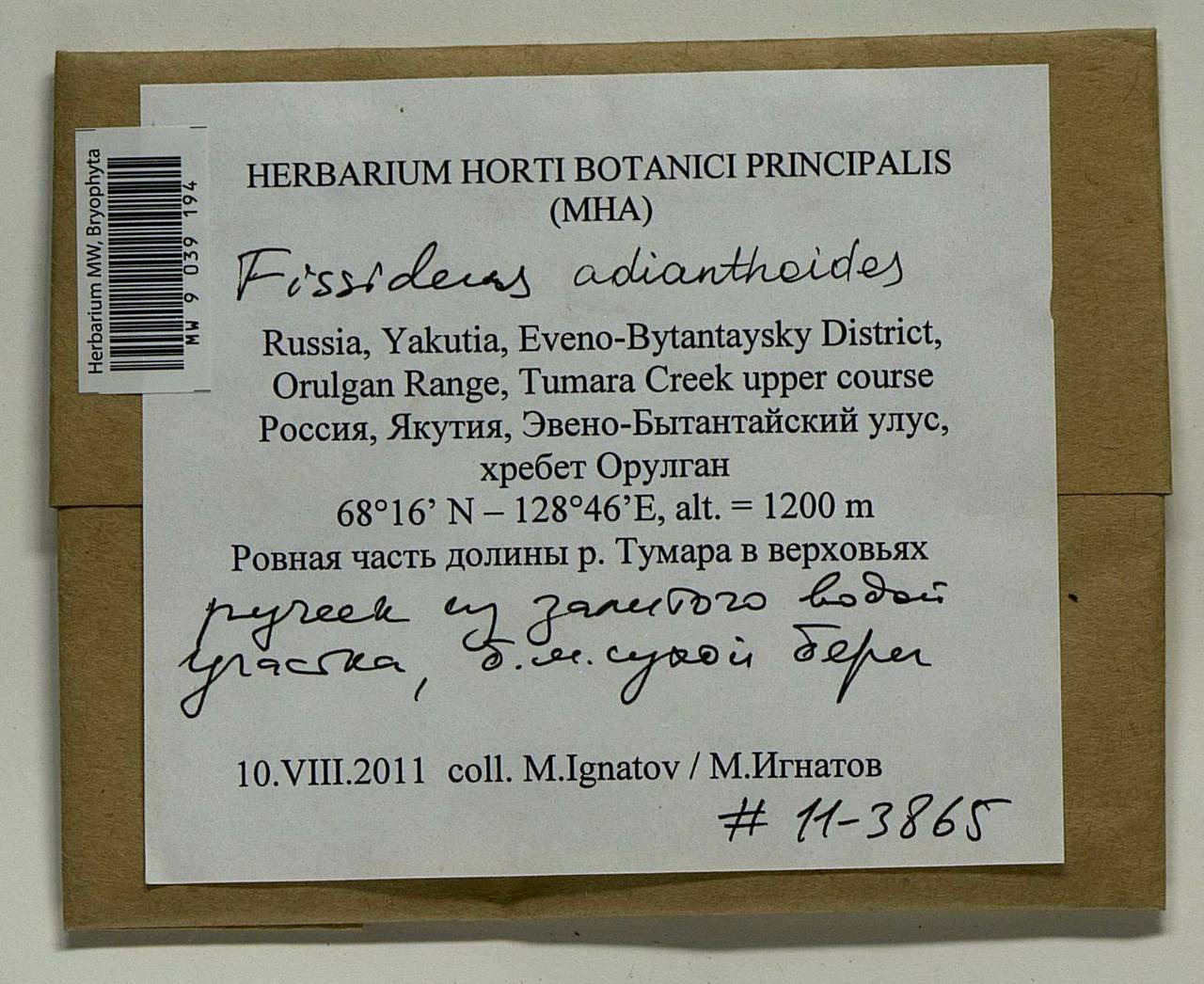 Fissidens adianthoides Hedw., Bryophytes, Bryophytes - Yakutia (B19) (Russia)