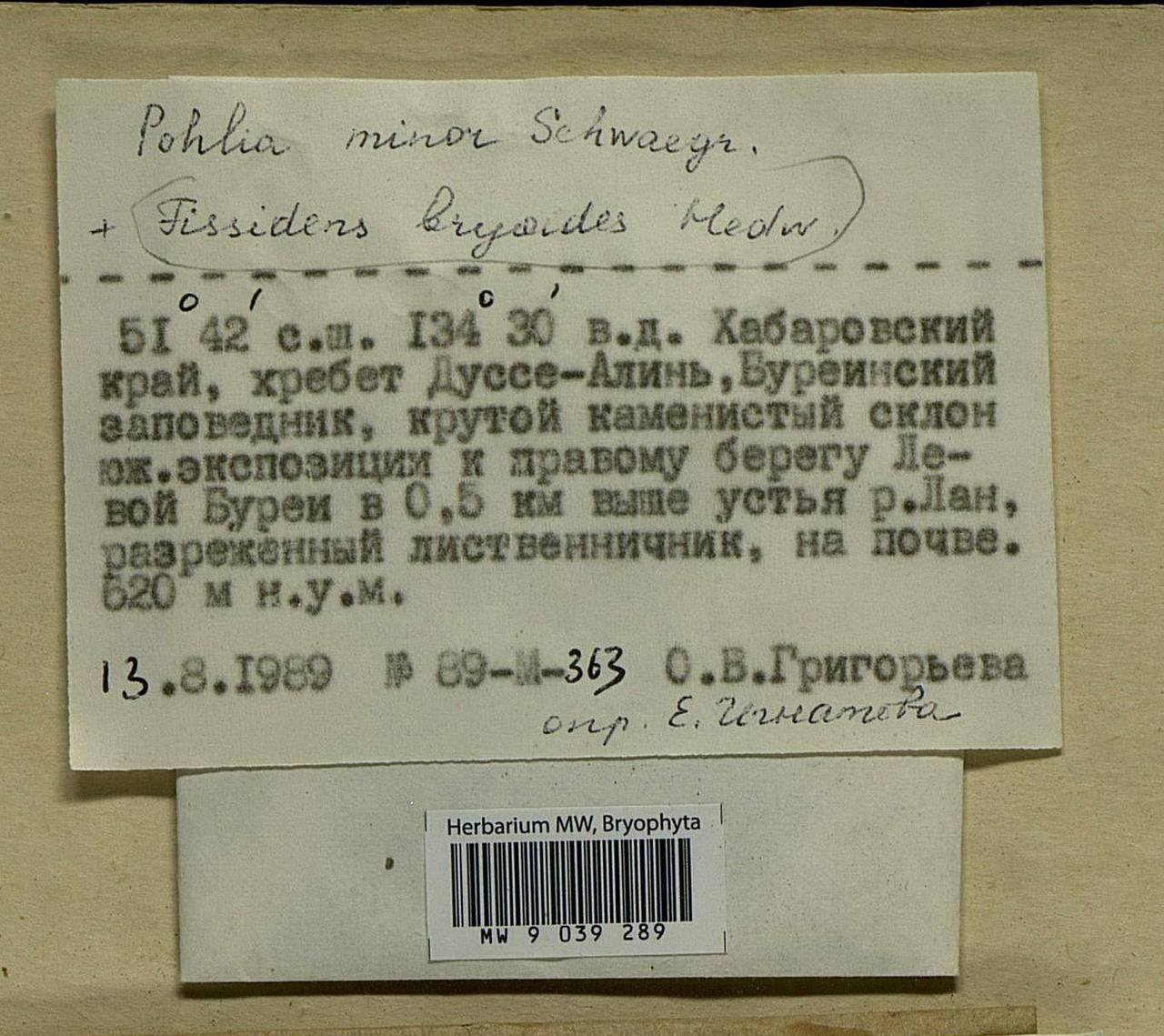 Fissidens bryoides Hedw., Bryophytes, Bryophytes - Russian Far East (excl. Chukotka & Kamchatka) (B20) (Russia)