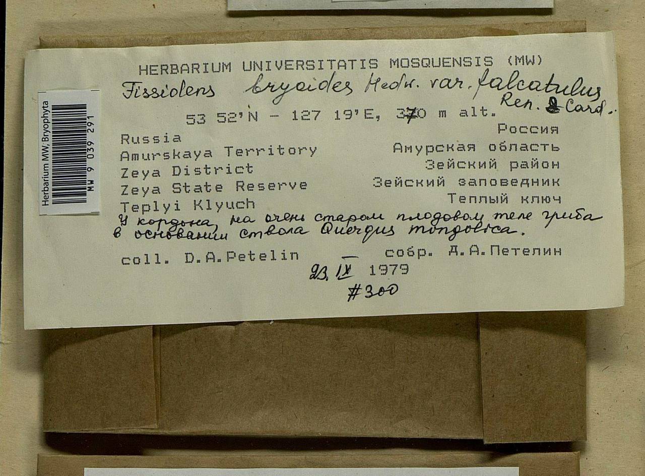 Fissidens bryoides Hedw., Bryophytes, Bryophytes - Russian Far East (excl. Chukotka & Kamchatka) (B20) (Russia)