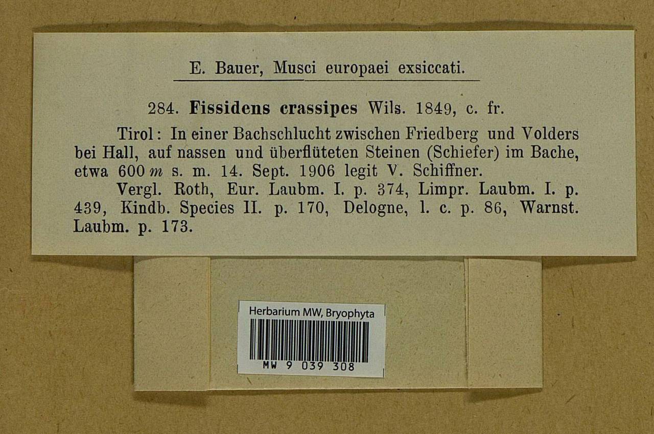 Fissidens crassipes Wilson ex Bruch & Schimp., Bryophytes, Bryophytes - Western Europe (BEu) (Austria)