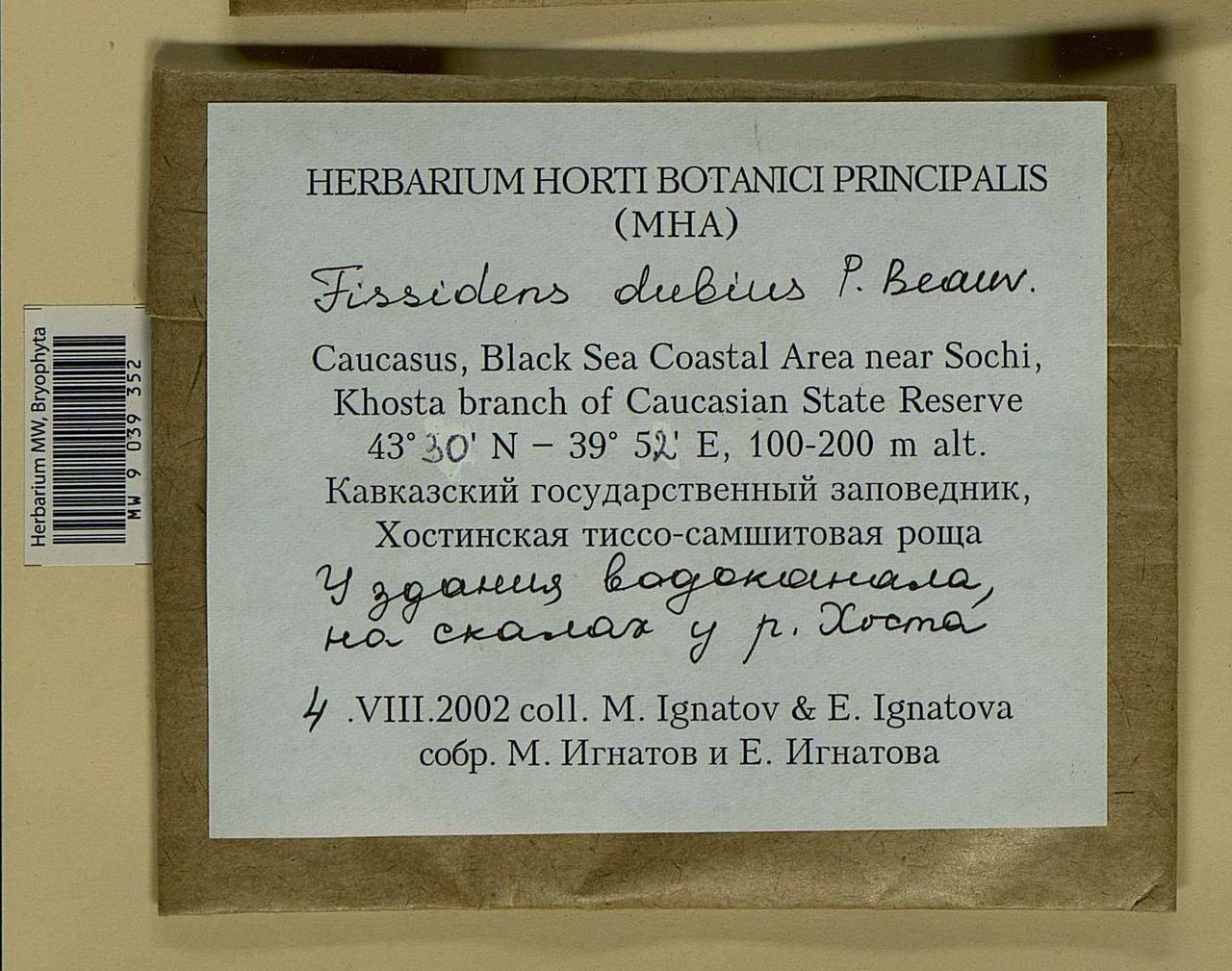 Fissidens dubius P. Beauv., Bryophytes, Bryophytes - North Caucasus & Ciscaucasia (B12) (Russia)