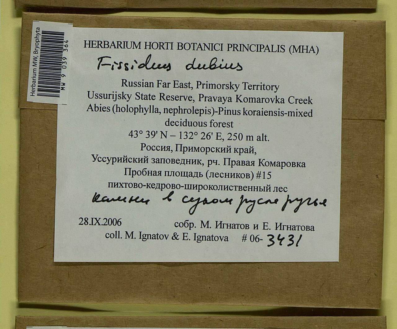 Fissidens dubius P. Beauv., Bryophytes, Bryophytes - Russian Far East (excl. Chukotka & Kamchatka) (B20) (Russia)