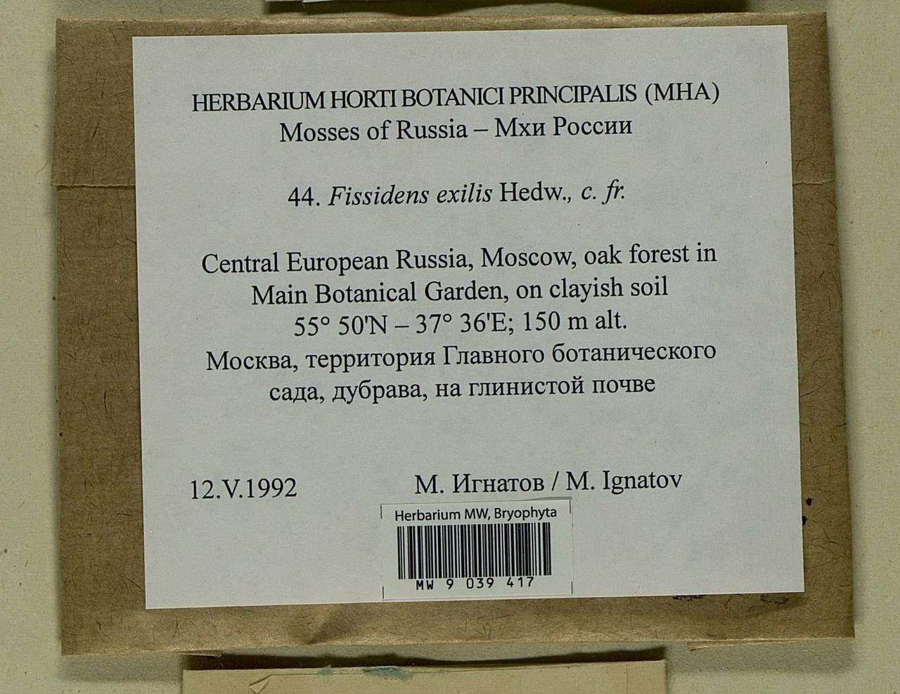 Fissidens exilis Hedw., Bryophytes, Bryophytes - Moscow City & Moscow Oblast (B6a) (Russia)