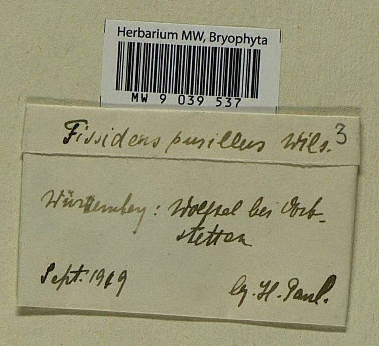 Fissidens pusillus (Wilson) Milde, Bryophytes, Bryophytes - Western Europe (BEu) (Germany)