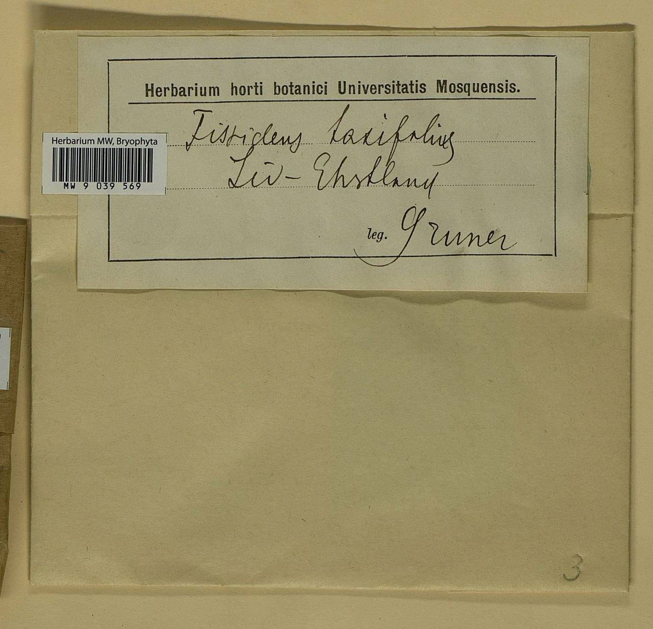 Fissidens taxifolius Hedw., Bryophytes, Bryophytes - Baltic States (B1)