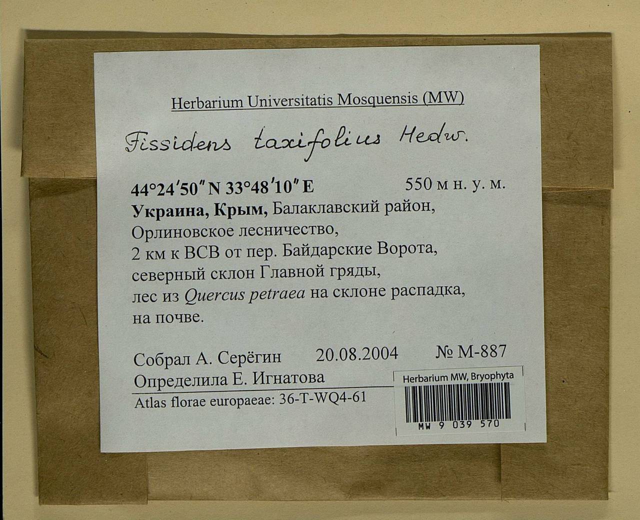 Fissidens taxifolius Hedw., Bryophytes, Bryophytes - Crimea (B3a) (Russia)