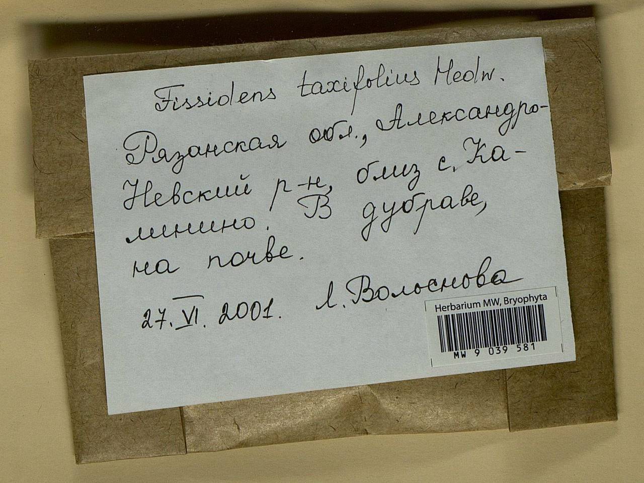 Fissidens taxifolius Hedw., Bryophytes, Bryophytes - Middle Russia (B6) (Russia)