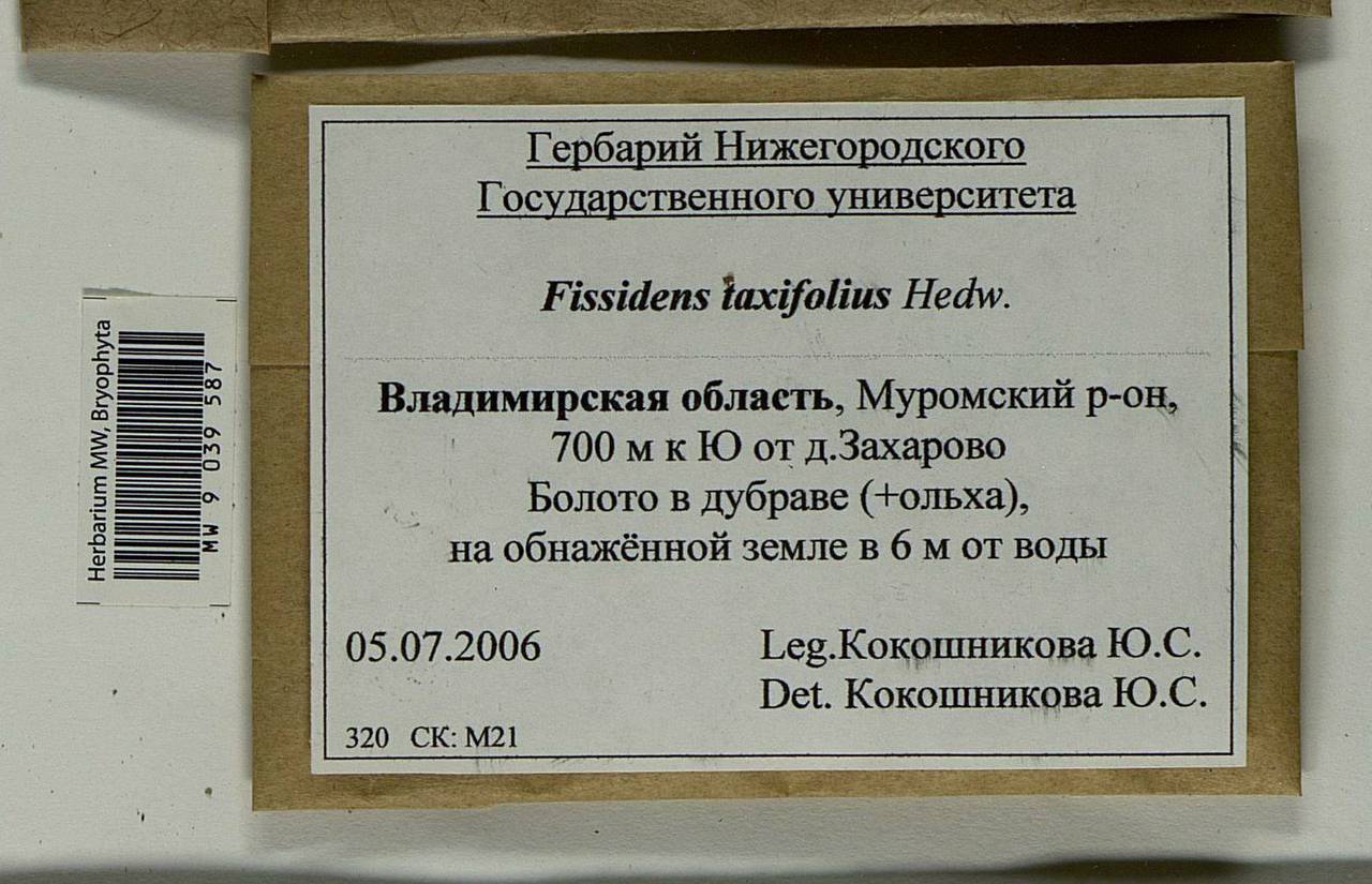 Fissidens taxifolius Hedw., Bryophytes, Bryophytes - Middle Russia (B6) (Russia)