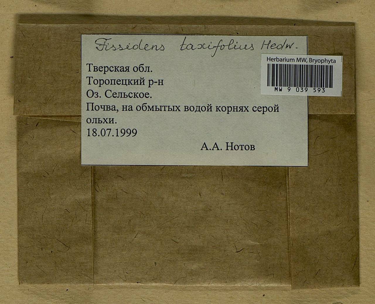 Fissidens taxifolius Hedw., Bryophytes, Bryophytes - Middle Russia (B6) (Russia)