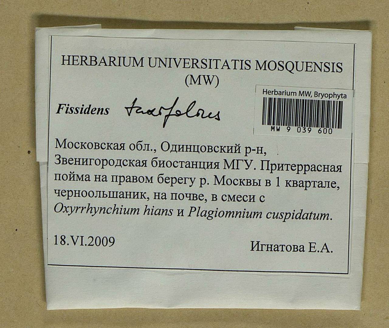 Fissidens taxifolius Hedw., Bryophytes, Bryophytes - Moscow City & Moscow Oblast (B6a) (Russia)