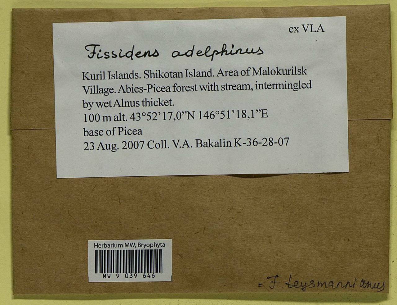 Fissidens teysmannianus Dozy & Molk., Bryophytes, Bryophytes - Russian Far East (excl. Chukotka & Kamchatka) (B20) (Russia)