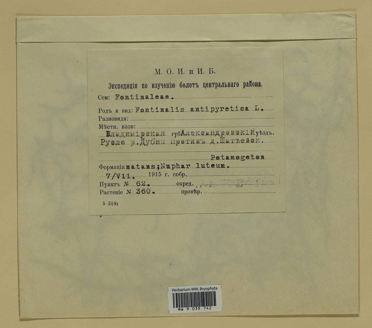 Fontinalis antipyretica Hedw., Bryophytes, Bryophytes - Moscow City & Moscow Oblast (B6a) (Russia)