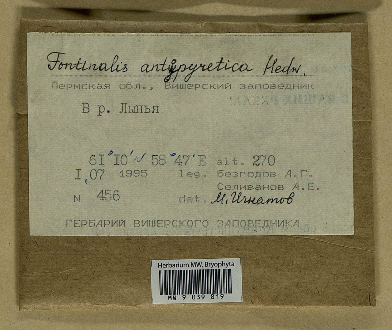 Fontinalis antipyretica Hedw., Bryophytes, Bryophytes - Permsky Krai, Udmurt Republic, Sverdlovsk & Kirov Oblasts (B8) (Russia)