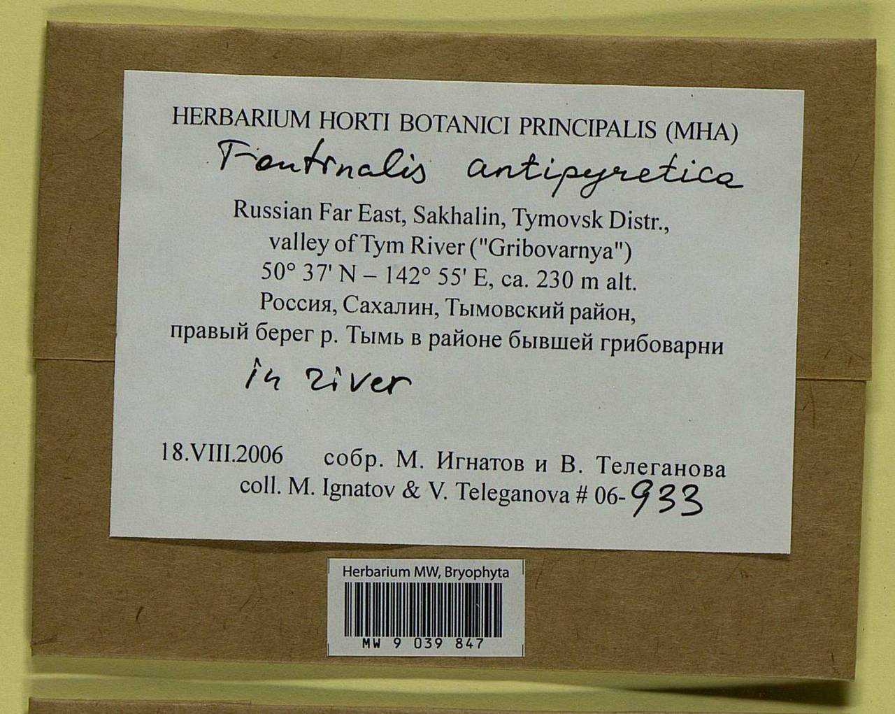 Fontinalis antipyretica Hedw., Bryophytes, Bryophytes - Russian Far East (excl. Chukotka & Kamchatka) (B20) (Russia)