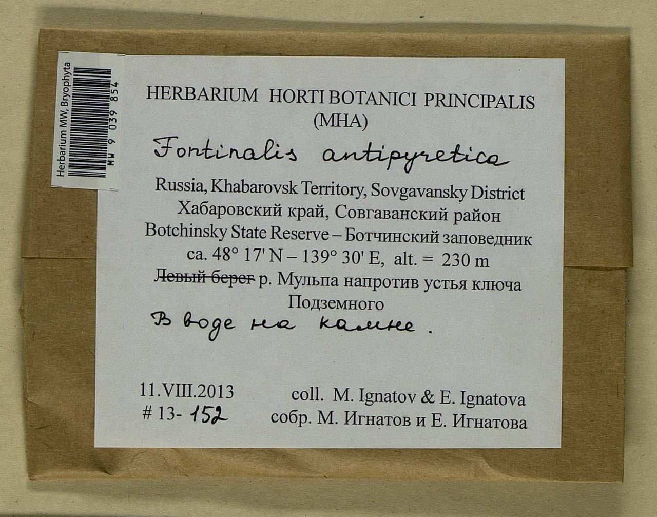 Fontinalis antipyretica Hedw., Bryophytes, Bryophytes - Russian Far East (excl. Chukotka & Kamchatka) (B20) (Russia)