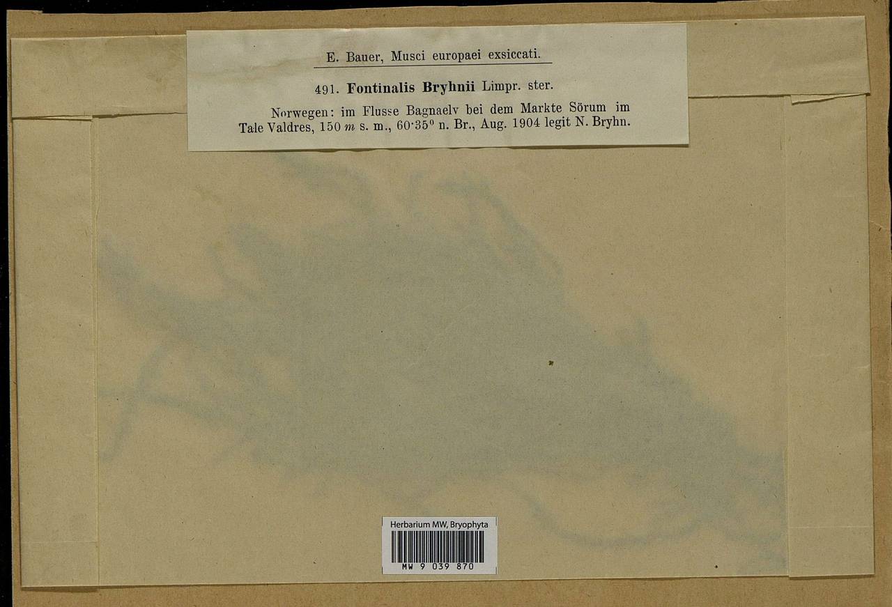 Fontinalis antipyretica subsp. bryhnii (Limpr.) Podp., Bryophytes, Bryophytes - Western Europe (BEu) (Norway)