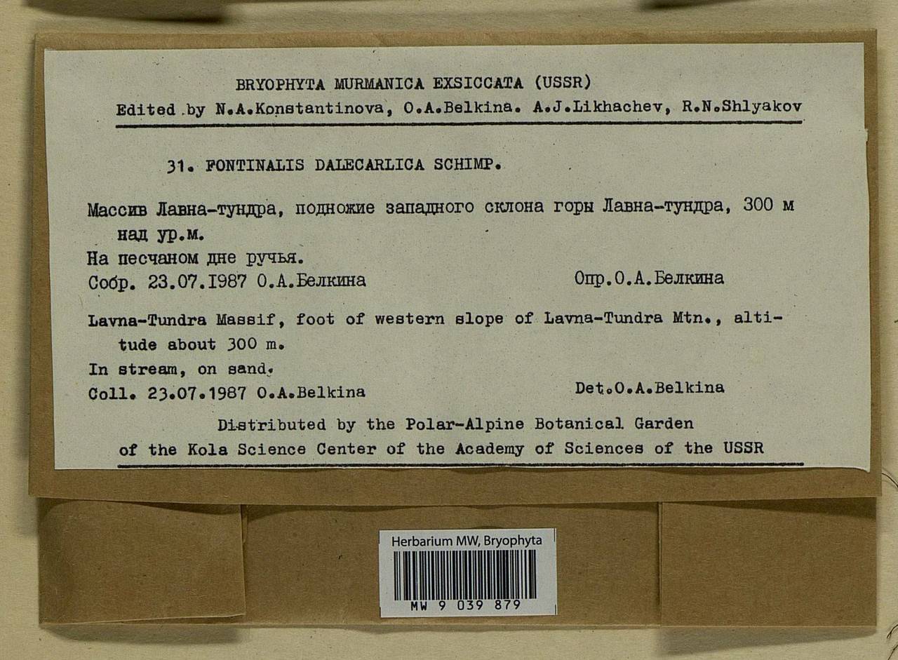 Fontinalis dalecarlica Bruch & Schimp., Bryophytes, Bryophytes - Karelia, Leningrad & Murmansk Oblasts (B4) (Russia)