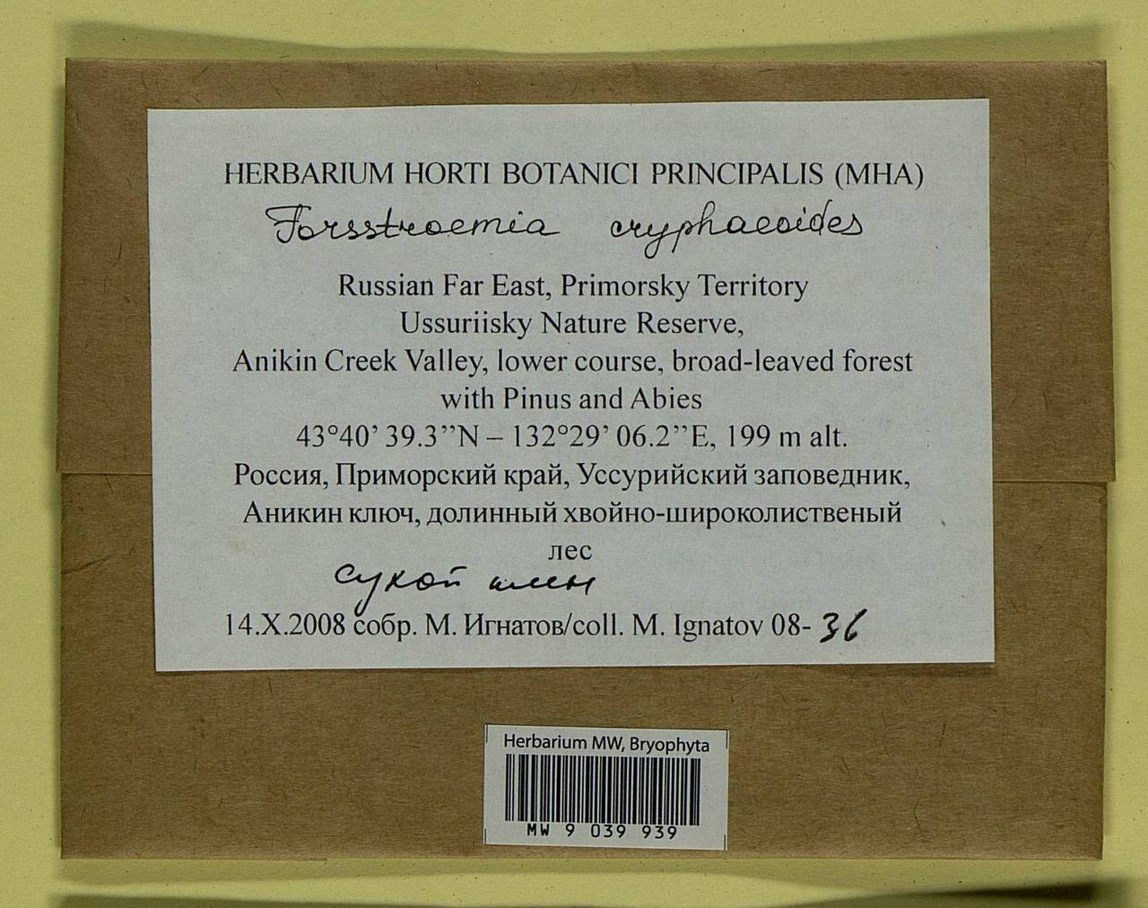 Forsstroemia cryphaeoides Cardot, Bryophytes, Bryophytes - Russian Far East (excl. Chukotka & Kamchatka) (B20) (Russia)