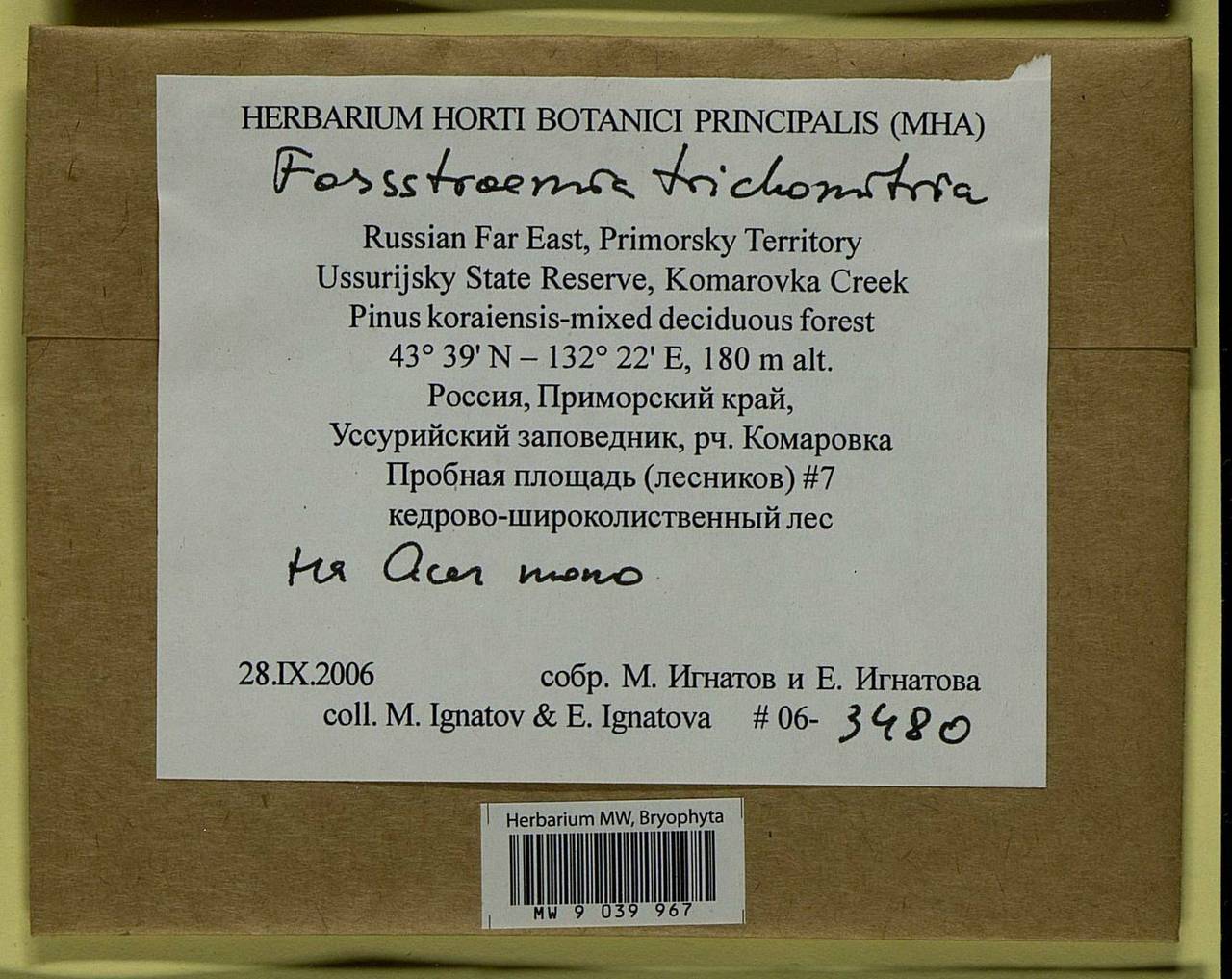 Forsstroemia trichomitria (Hedw.) Lindb., Bryophytes, Bryophytes - Russian Far East (excl. Chukotka & Kamchatka) (B20) (Russia)