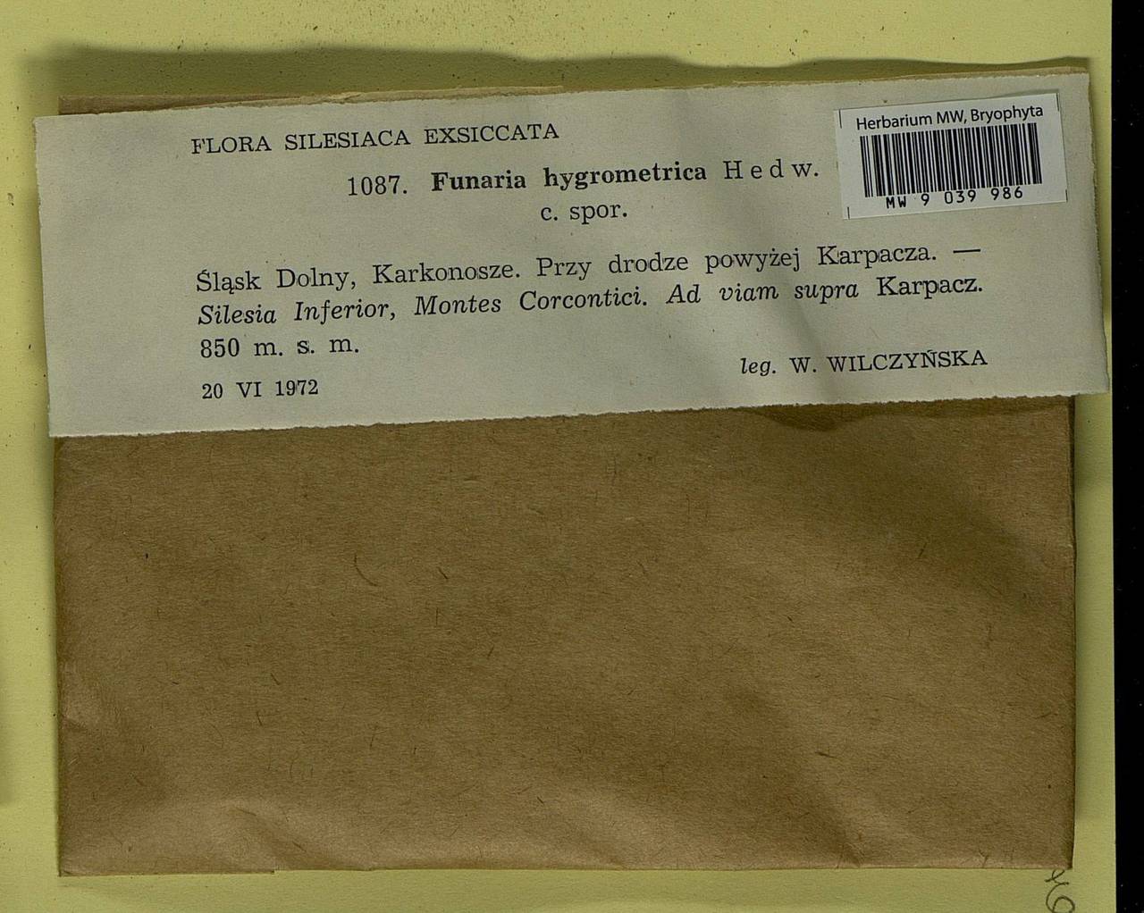 Funaria hygrometrica Hedw., Bryophytes, Bryophytes - Western Europe (BEu) (Poland)