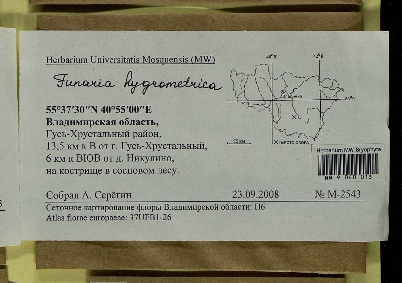 Funaria hygrometrica Hedw., Bryophytes, Bryophytes - Middle Russia (B6) (Russia)