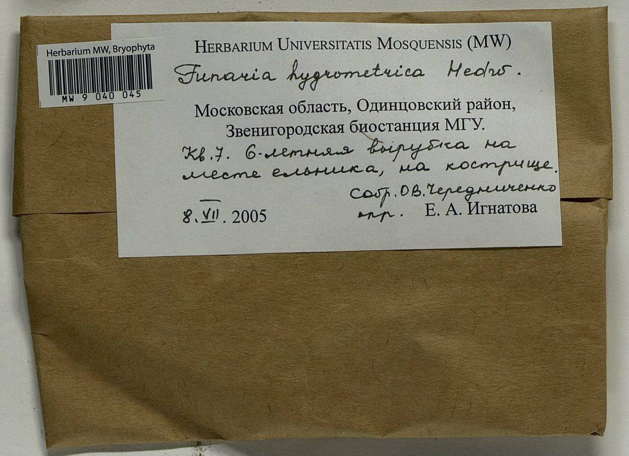 Funaria hygrometrica Hedw., Bryophytes, Bryophytes - Moscow City & Moscow Oblast (B6a) (Russia)