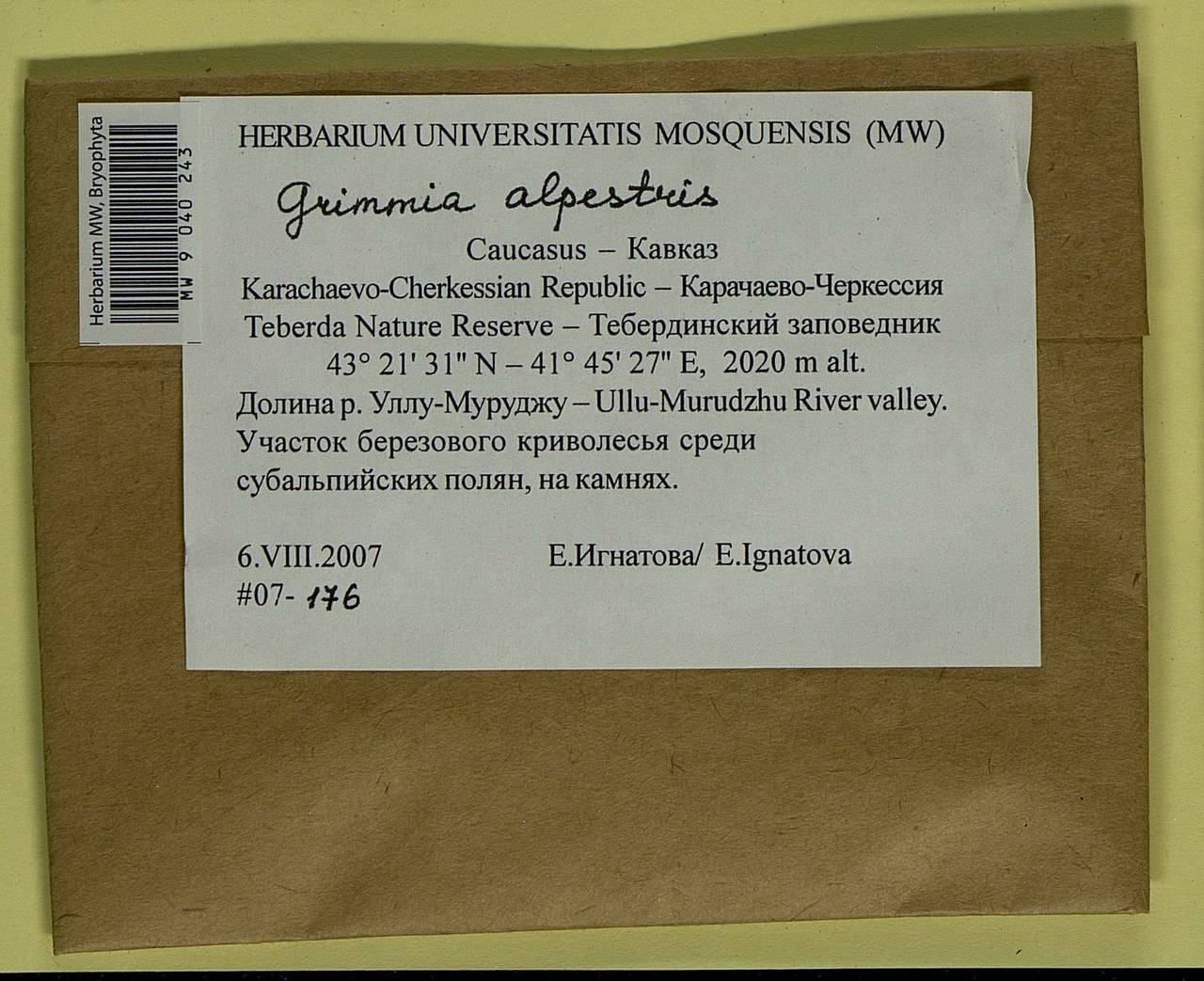 Grimmia alpestris (F. Weber & D. Mohr) Schleich., Bryophytes, Bryophytes - North Caucasus & Ciscaucasia (B12) (Russia)
