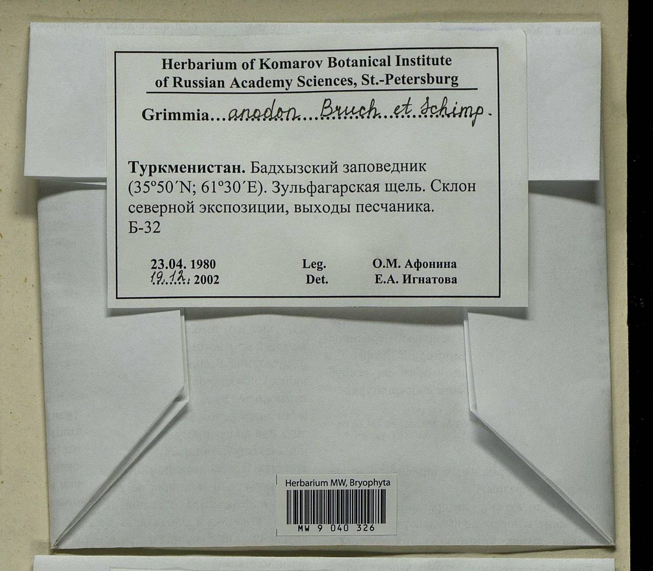 Grimmia anodon Bruch & Schimp., Bryophytes, Bryophytes - Middle Asia & Kazakhstan (B16) (Turkmenistan)