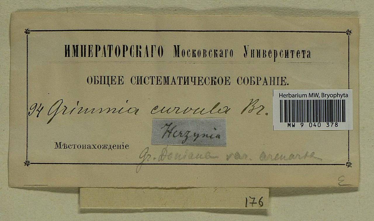 Grimmia arenaria Hampe, Bryophytes, Bryophytes - Western Europe (BEu) (Germany)