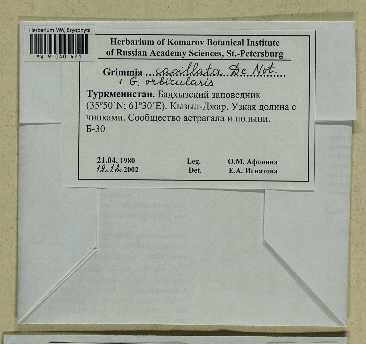 Grimmia capillata De Not., Bryophytes, Bryophytes - Middle Asia & Kazakhstan (B16) (Turkmenistan)