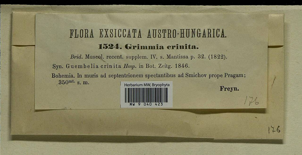 Grimmia crinita Brid., Bryophytes, Bryophytes - Western Europe (BEu) (Czech Republic)