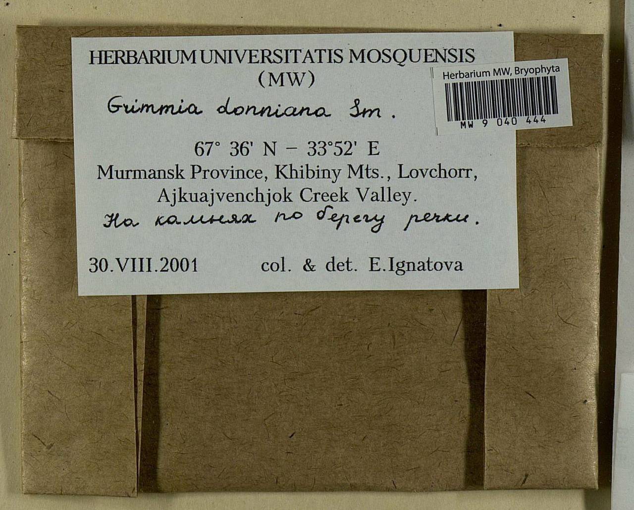 Grimmia donniana Sm., Bryophytes, Bryophytes - Karelia, Leningrad & Murmansk Oblasts (B4) (Russia)