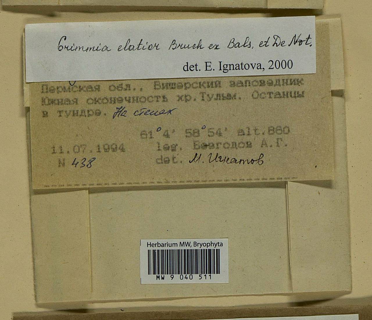 Grimmia elatior Bruch ex Bals.-Criv. & De Not., Bryophytes, Bryophytes - Permsky Krai, Udmurt Republic, Sverdlovsk & Kirov Oblasts (B8) (Russia)