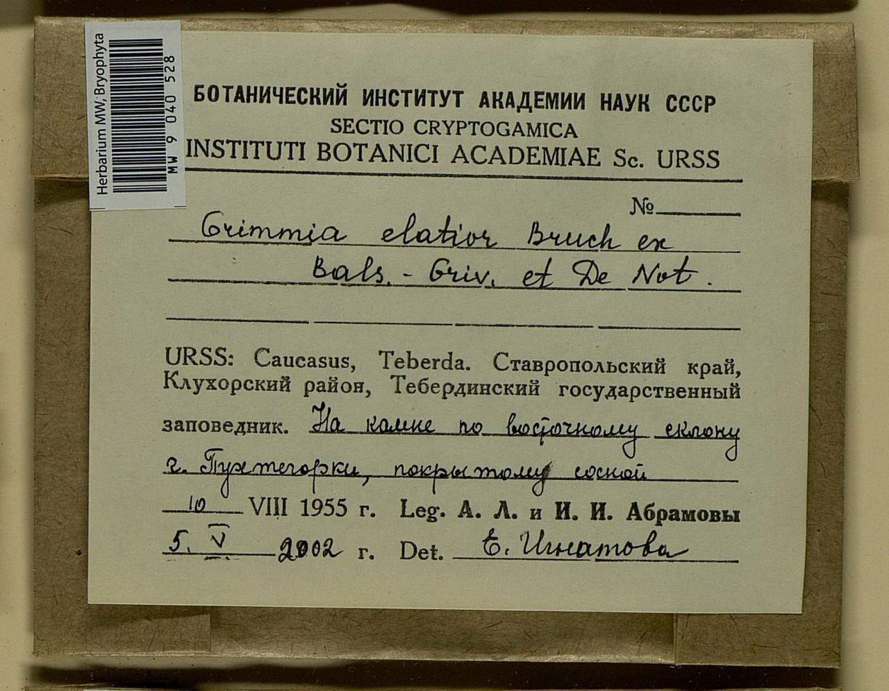 Grimmia elatior Bruch ex Bals.-Criv. & De Not., Bryophytes, Bryophytes - North Caucasus & Ciscaucasia (B12) (Russia)