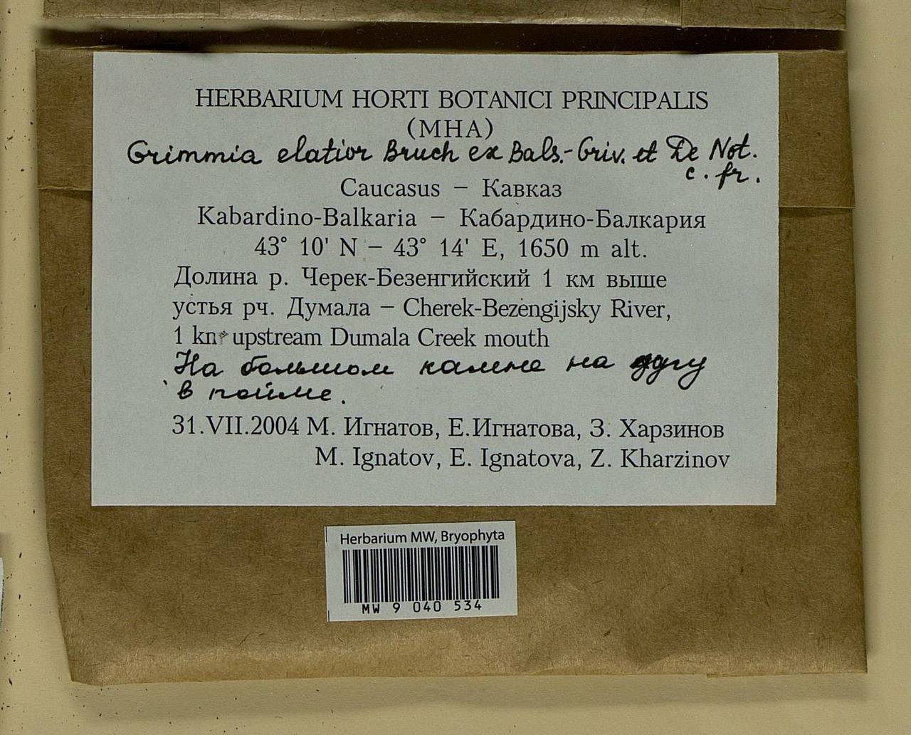 Grimmia elatior Bruch ex Bals.-Criv. & De Not., Bryophytes, Bryophytes - North Caucasus & Ciscaucasia (B12) (Russia)