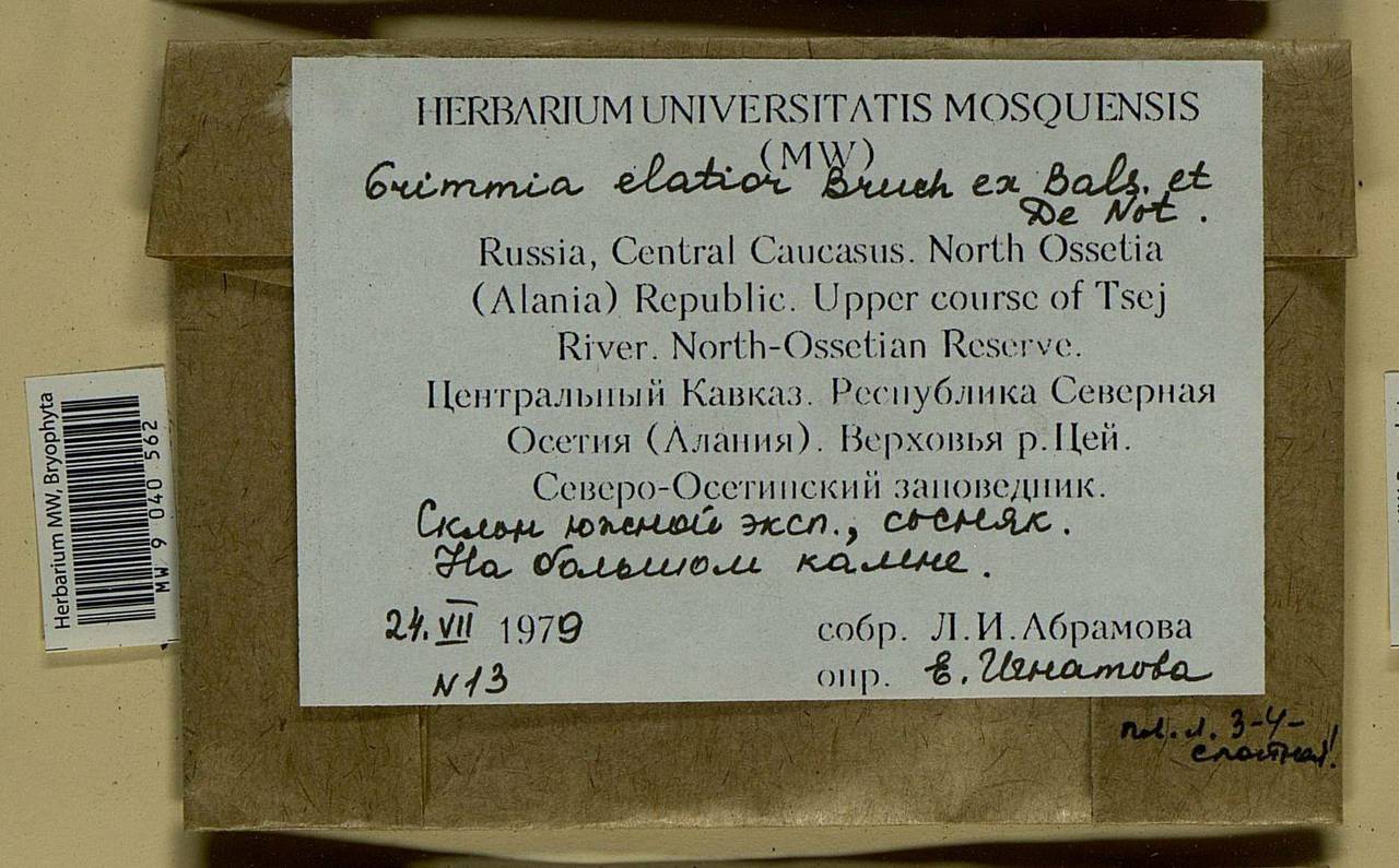 Grimmia elatior Bruch ex Bals.-Criv. & De Not., Bryophytes, Bryophytes - North Caucasus & Ciscaucasia (B12) (Russia)