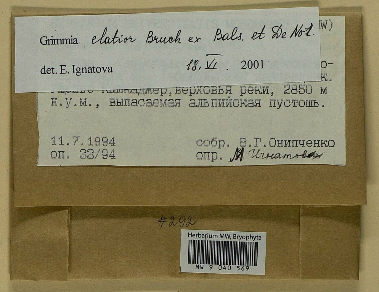 Grimmia elatior Bruch ex Bals.-Criv. & De Not., Bryophytes, Bryophytes - North Caucasus & Ciscaucasia (B12) (Russia)