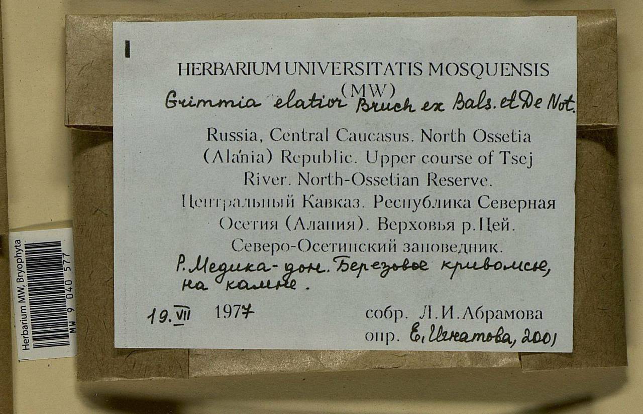 Grimmia elatior Bruch ex Bals.-Criv. & De Not., Bryophytes, Bryophytes - North Caucasus & Ciscaucasia (B12) (Russia)