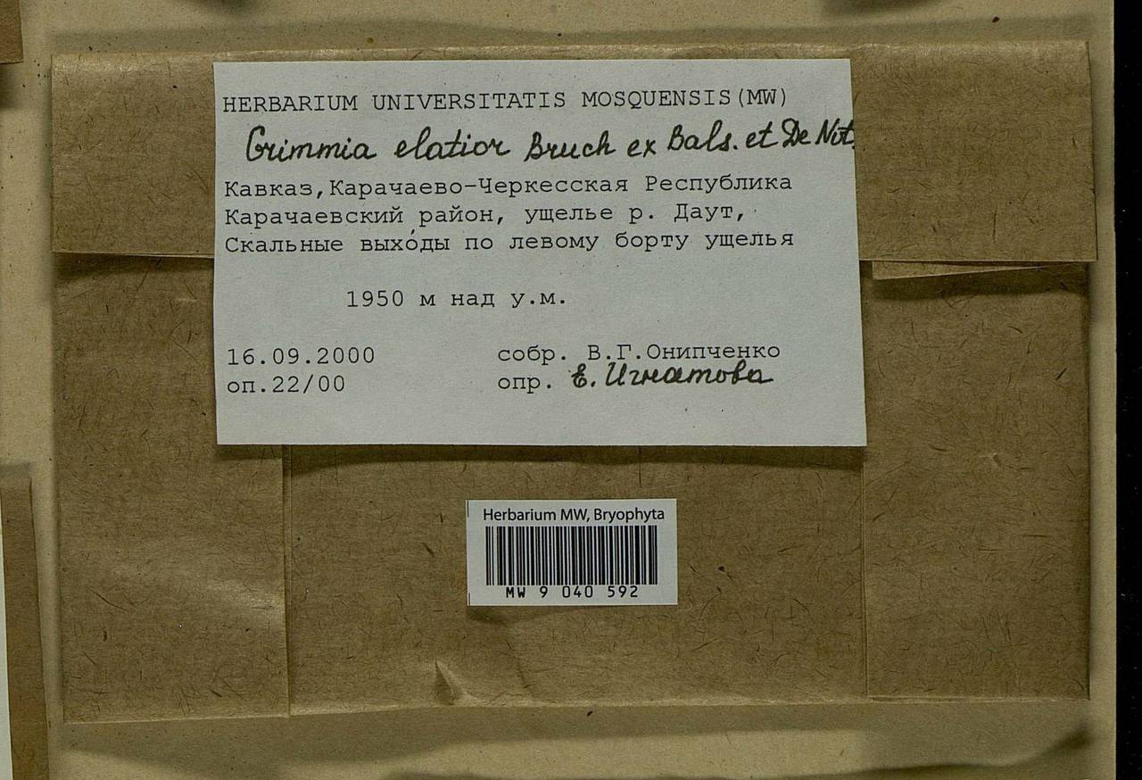 Grimmia elatior Bruch ex Bals.-Criv. & De Not., Bryophytes, Bryophytes - North Caucasus & Ciscaucasia (B12) (Russia)