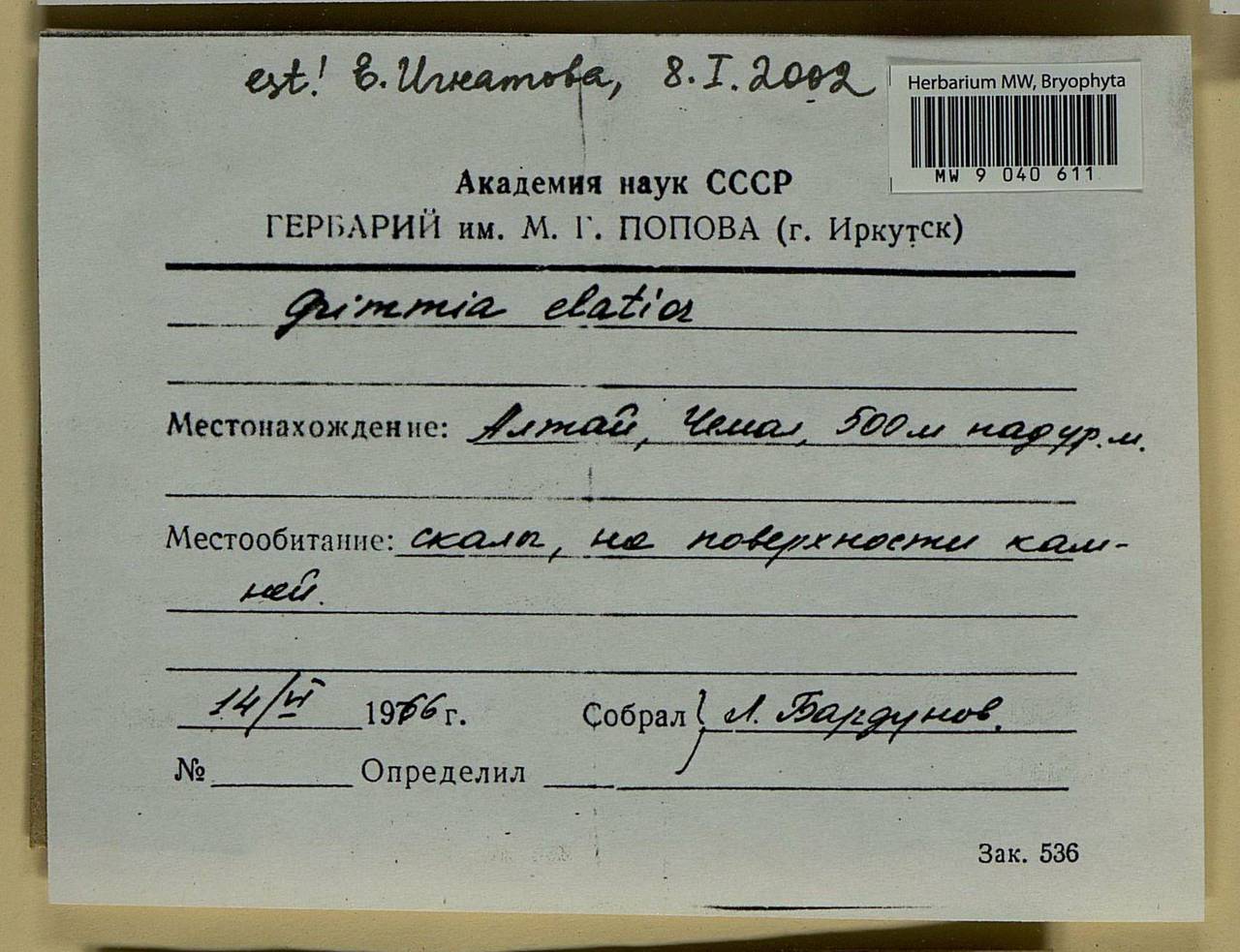 Grimmia elatior Bruch ex Bals.-Criv. & De Not., Bryophytes, Bryophytes - Western Siberia (including Altai) (B15) (Russia)