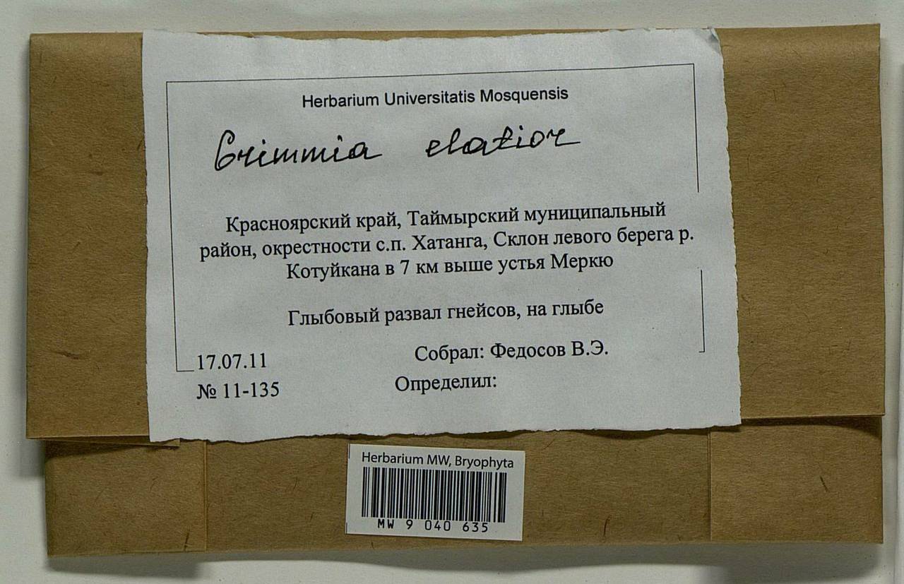 Grimmia elatior Bruch ex Bals.-Criv. & De Not., Bryophytes, Bryophytes - Krasnoyarsk Krai, Tyva & Khakassia (B17) (Russia)