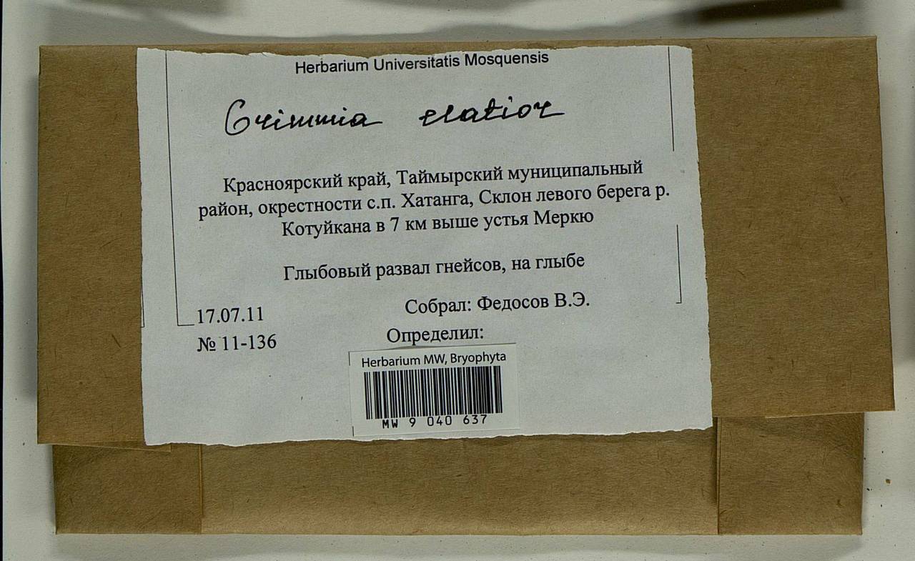 Grimmia elatior Bruch ex Bals.-Criv. & De Not., Bryophytes, Bryophytes - Krasnoyarsk Krai, Tyva & Khakassia (B17) (Russia)