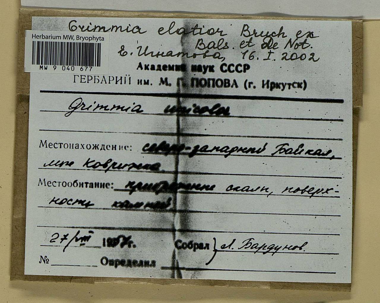 Grimmia elatior Bruch ex Bals.-Criv. & De Not., Bryophytes, Bryophytes - Baikal & Transbaikal regions (B18) (Russia)