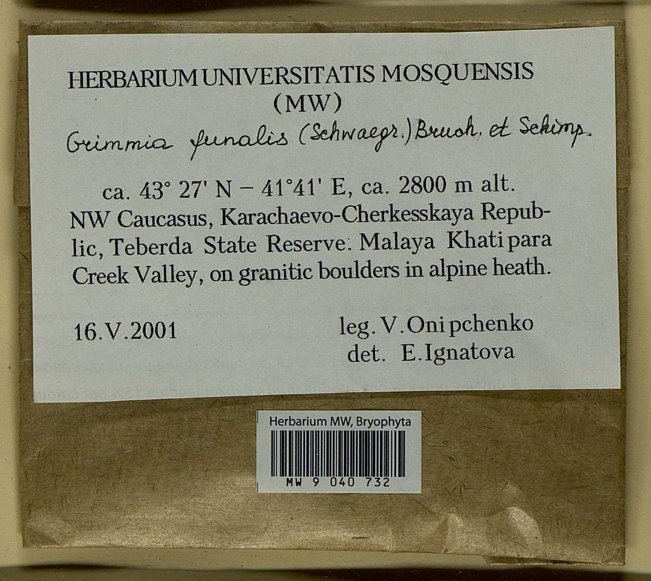 Grimmia funalis (Schwägr.) Bruch & Schimp., Bryophytes, Bryophytes - North Caucasus & Ciscaucasia (B12) (Russia)