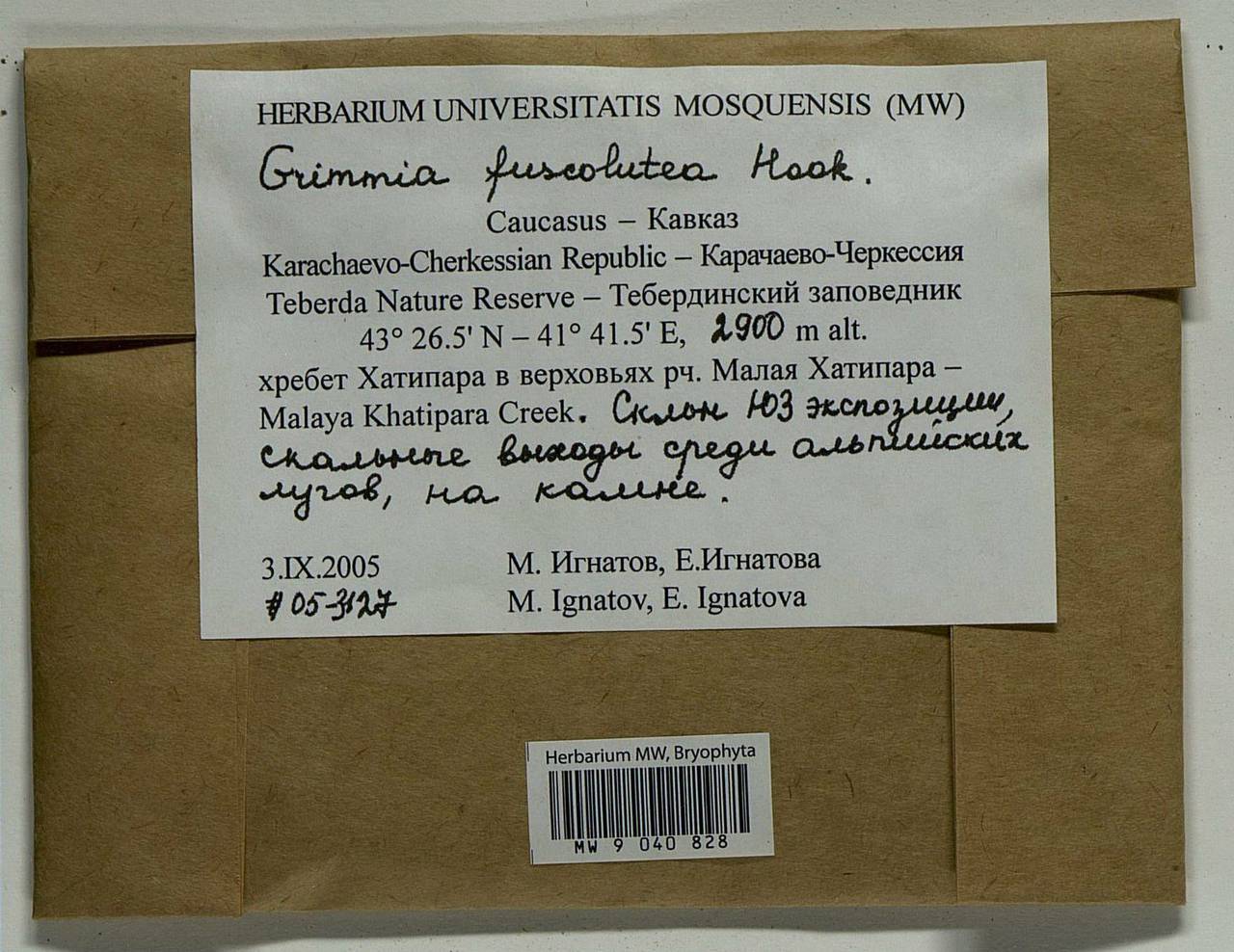 Grimmia fuscolutea Hook., Bryophytes, Bryophytes - North Caucasus & Ciscaucasia (B12) (Russia)